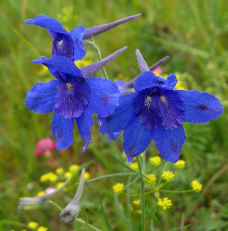 Том цэцэгт гэзгэнэ | Эмийн ургамал судлалын төв