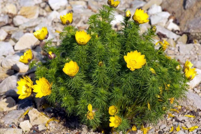 Aero Parts of Mongolian Pheasant’s Eye | Medicinal Herbs Study Center