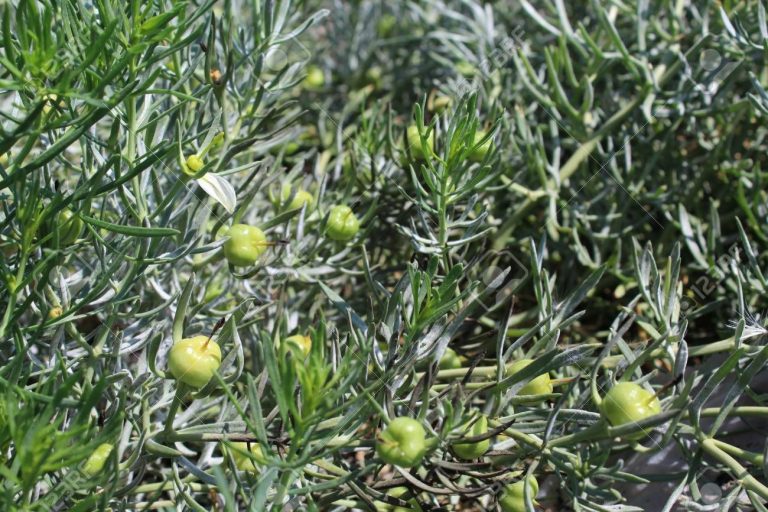 Эгэл өмхий | Эмийн ургамал судлалын төв